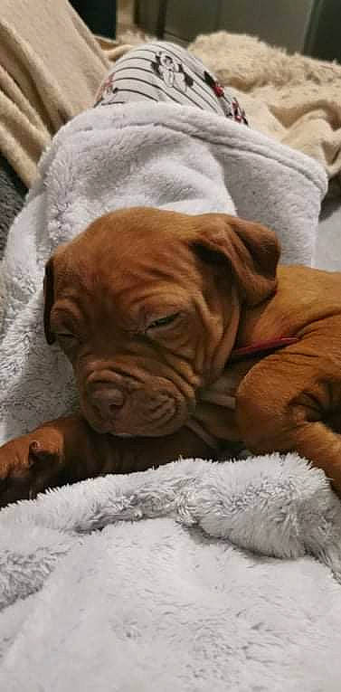 Ruby a rejoint le concours — aidez-le/la à gagner de superbes lots ! canidae, carnivore, comfort, companion_dog, dog, dog_breed, dog_supply, fawn, fur, hardwood, linens, liver, shar_pei, snout, sporting_group, terrestrial_animal, whiskers, wood, working_animal, wrinkle