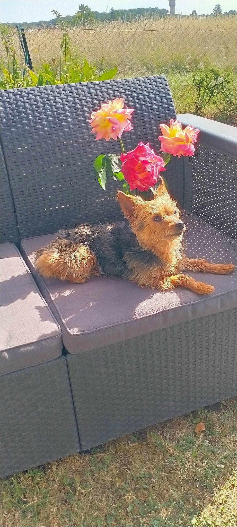 Ibiza a rejoint le concours — aidez-le/la à gagner de superbes lots ! annual_plant, canidae, carnivore, companion_dog, fawn, felidae, floral_design, flower, flower_arranging, flowerpot, grass, houseplant, petal, plant, rose, small_to_medium_sized_cats, sporting_group, tail, whiskers, wood