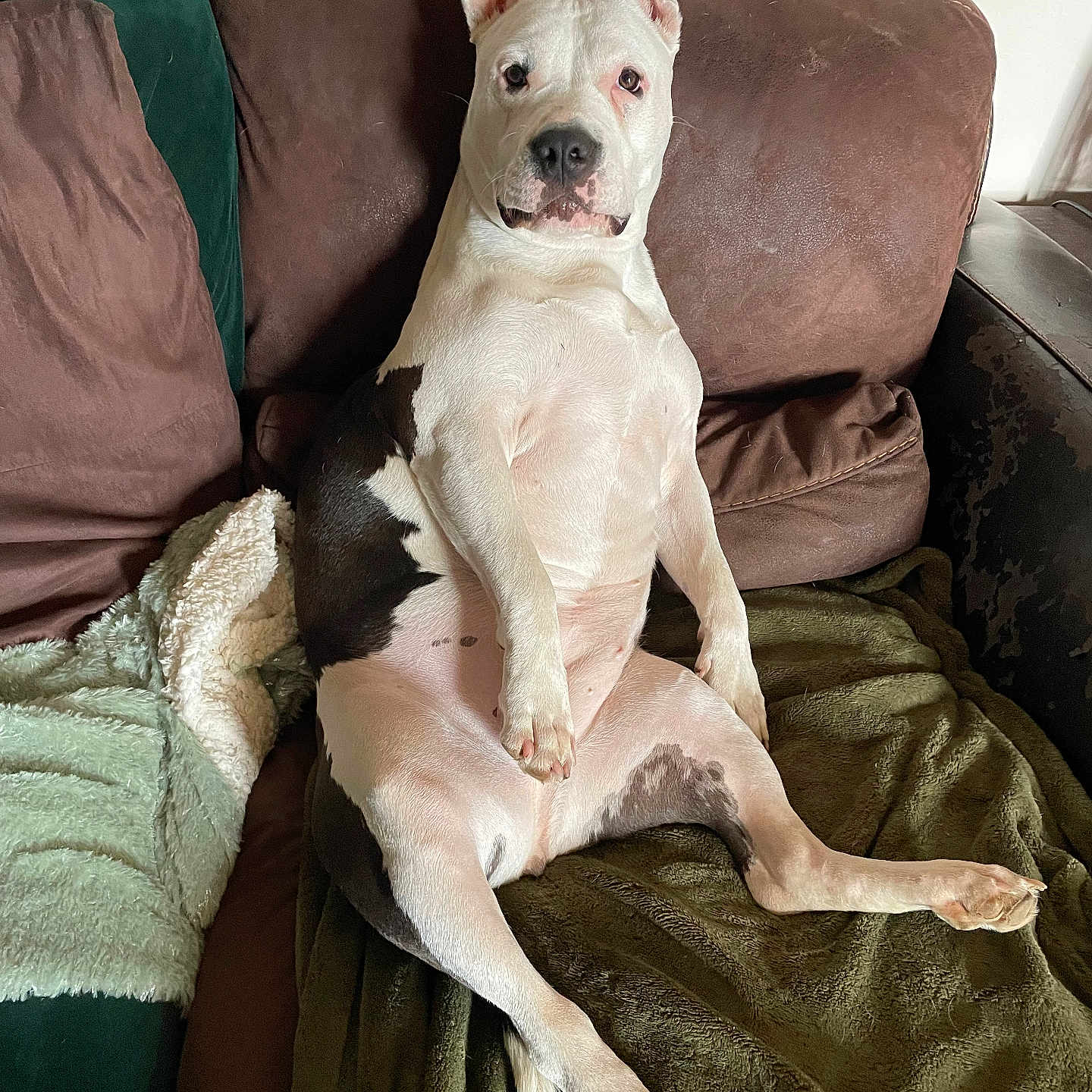 Nala a rejoint le concours — aidez-le/la à gagner de superbes lots ! animal, black, blanket, calm, cozy, cushion, dog, ears, fur, furniture, home, indoor, looking, paw, pet, portrait, relaxed, sitting, sofa, white