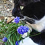 Batman a rejoint le concours — aidez-le/la à gagner de superbes lots ! cat, black_and_white_cat, flower, purple_flower, greenery, plant, paws, close_up, outdoor, nature, rocks, grass, whiskers, pet, animal, feline, curious, sniffing, garden, spring