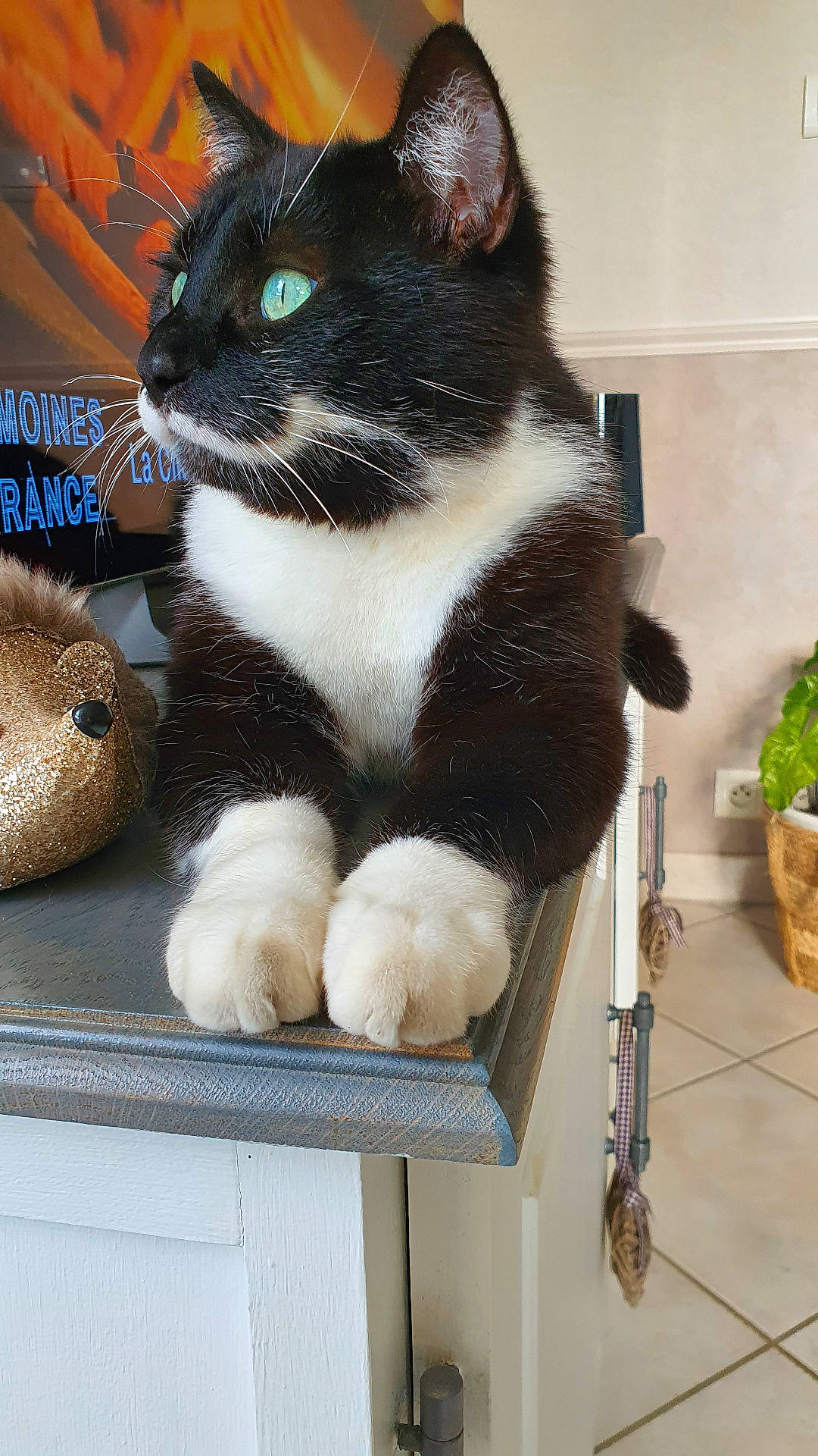 Batman a rejoint le concours — aidez-le/la à gagner de superbes lots ! animal, black_and_white, cat, cozy, curious, decoration, domestic_cat, feline, fur, green_eyes, hedgehog, household, indoor, paws, pet, plant, table, tuxedo_cat, whiskers, wooden_surface