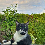Batman a rejoint le concours — aidez-le/la à gagner de superbes lots ! cat, black_and_white_cat, green_eyes, outdoor, garden, plants, bushes, relaxed, animal, pet, nature, fur, whiskers, daylight, peaceful, mammal, portrait, lying_down, close_up, flora