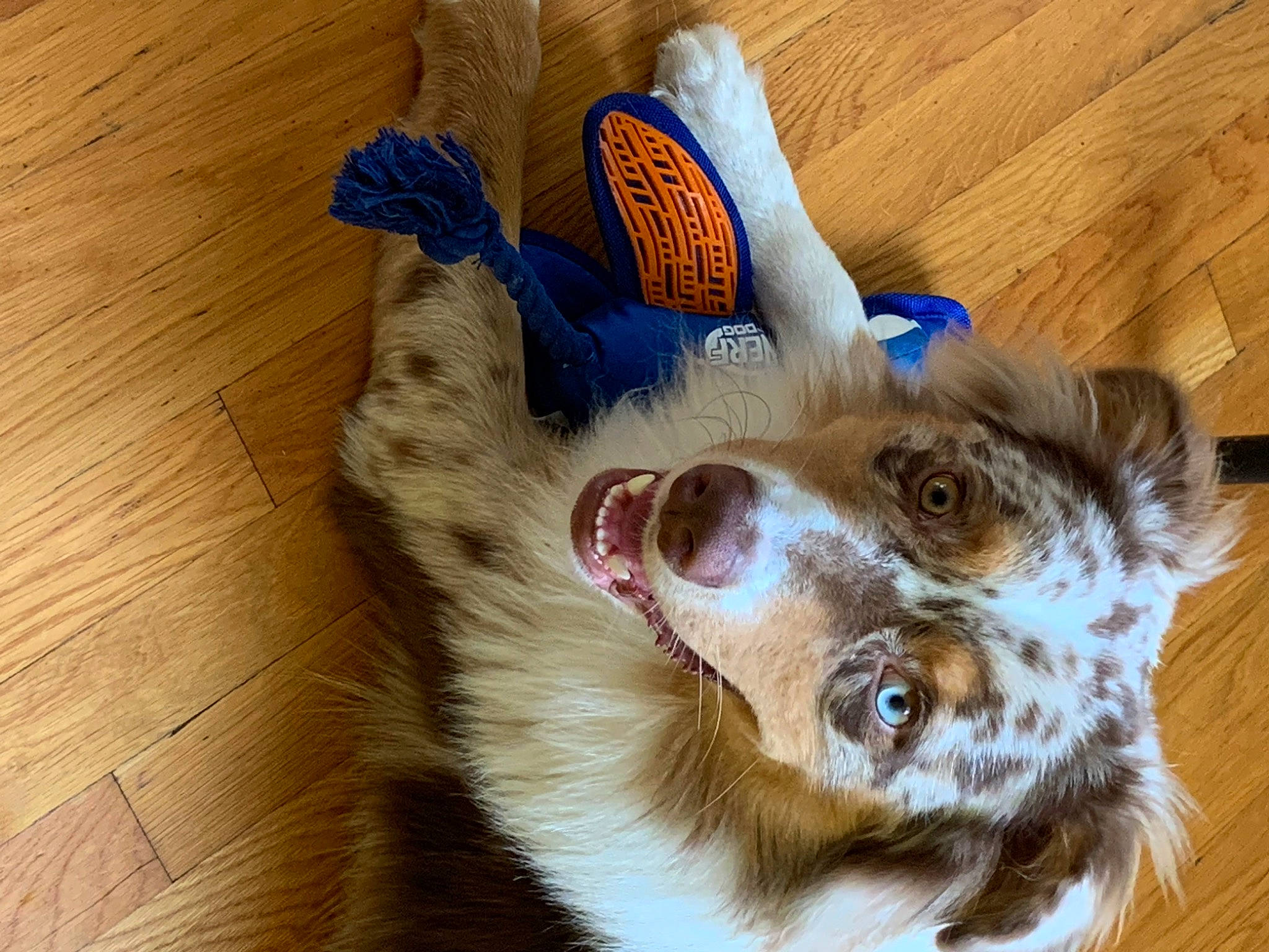 Pongo is registered to the contest to win money with this photo: carnivore, companion_dog, dog, dog_breed, fawn, felidae, flooring, fur, hardwood, herding_dog, paw, small_to_medium_sized_cats, snout, toy_dog, varnish, whiskers, wood, wood_flooring, wood_stain, working_animal