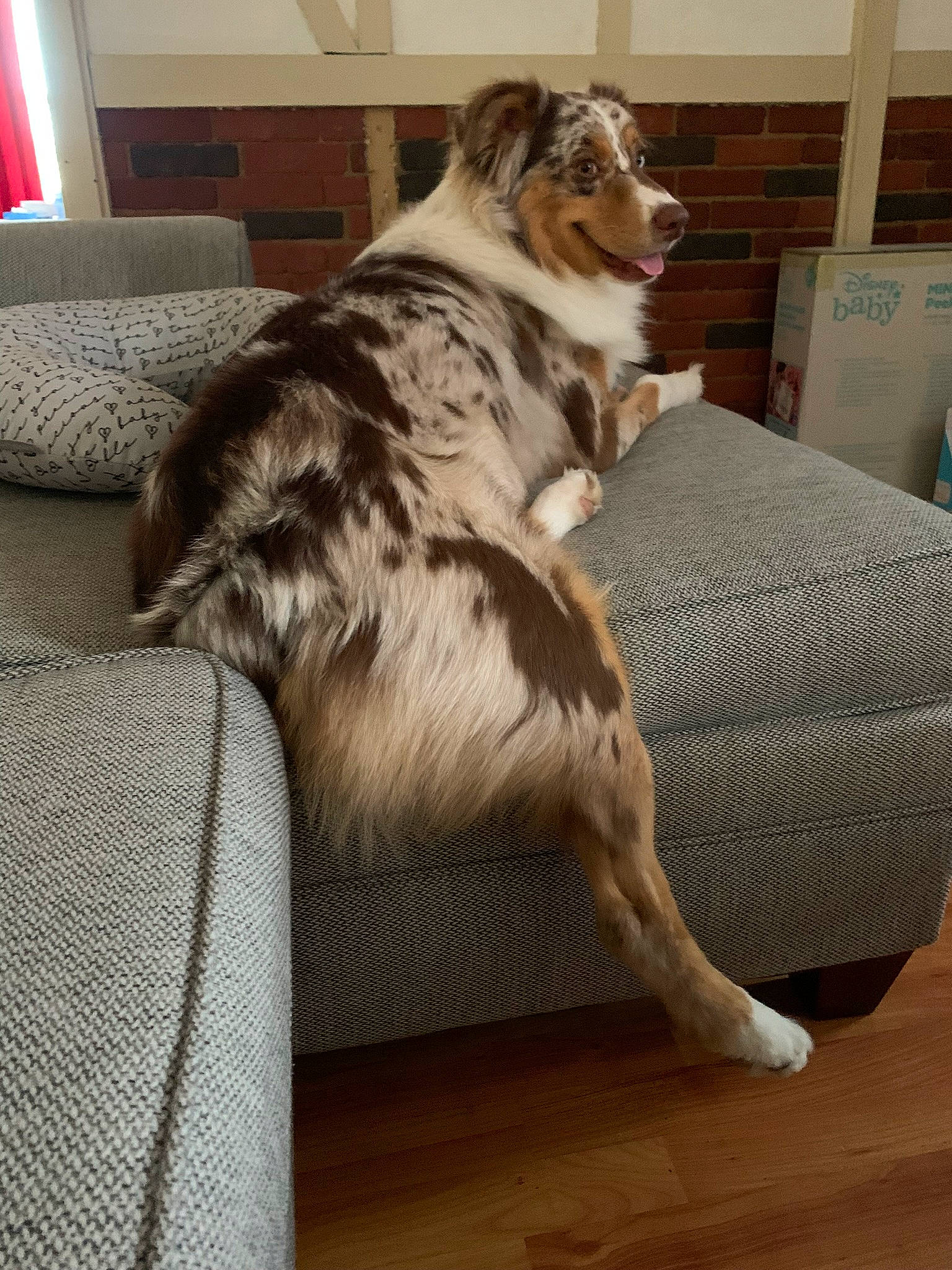 Pongo joined the competition — help win amazing prizes! border_collie, carnivore, comfort, companion_dog, couch, dog, dog_breed, felidae, floor, flooring, fur, hardwood, herding_dog, living_room, picture_frame, room, small_to_medium_sized_cats, texas_heeler, wood, wood_flooring