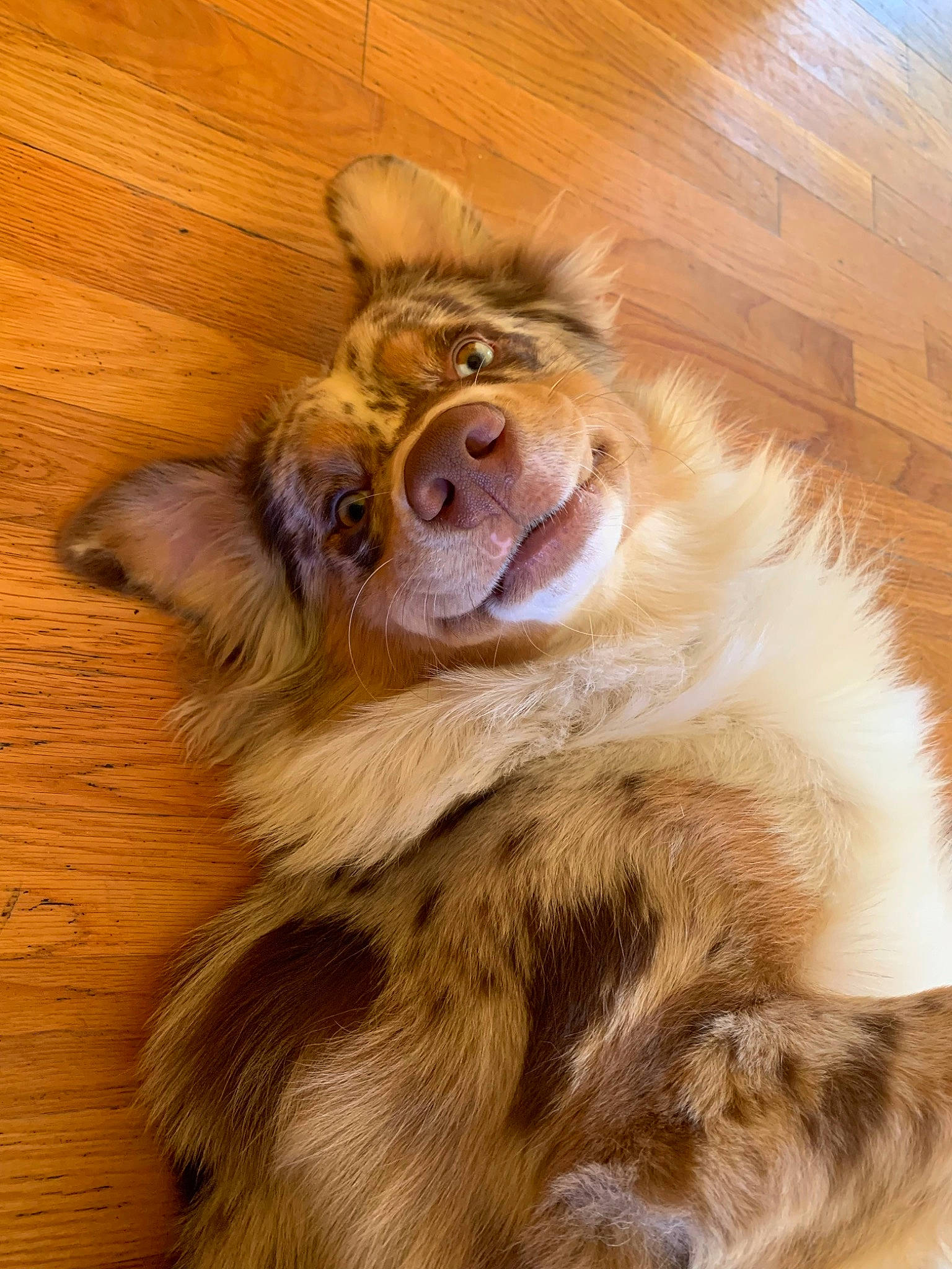 Pongo joined the competition — help win amazing prizes! canidae, carnivore, companion_dog, dog_breed, eye, fang, fawn, felidae, fur, hardwood, lion, liver, paw, snout, tail, terrestrial_animal, whiskers, wing, wood, wood_stain