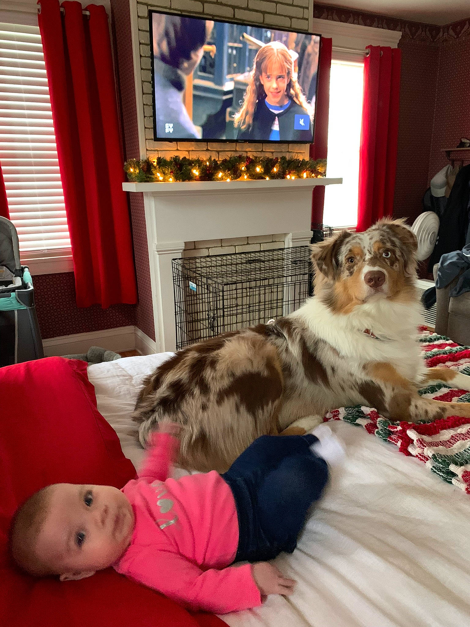 Pongo joined the competition — help win amazing prizes! cable_television, carnivore, comfort, companion_dog, couch, curtain, display_device, dog, dog_breed, event, felidae, flooring, fur, home_appliance, living_room, picture_frame, small_to_medium_sized_cats, television, television_set, toddler