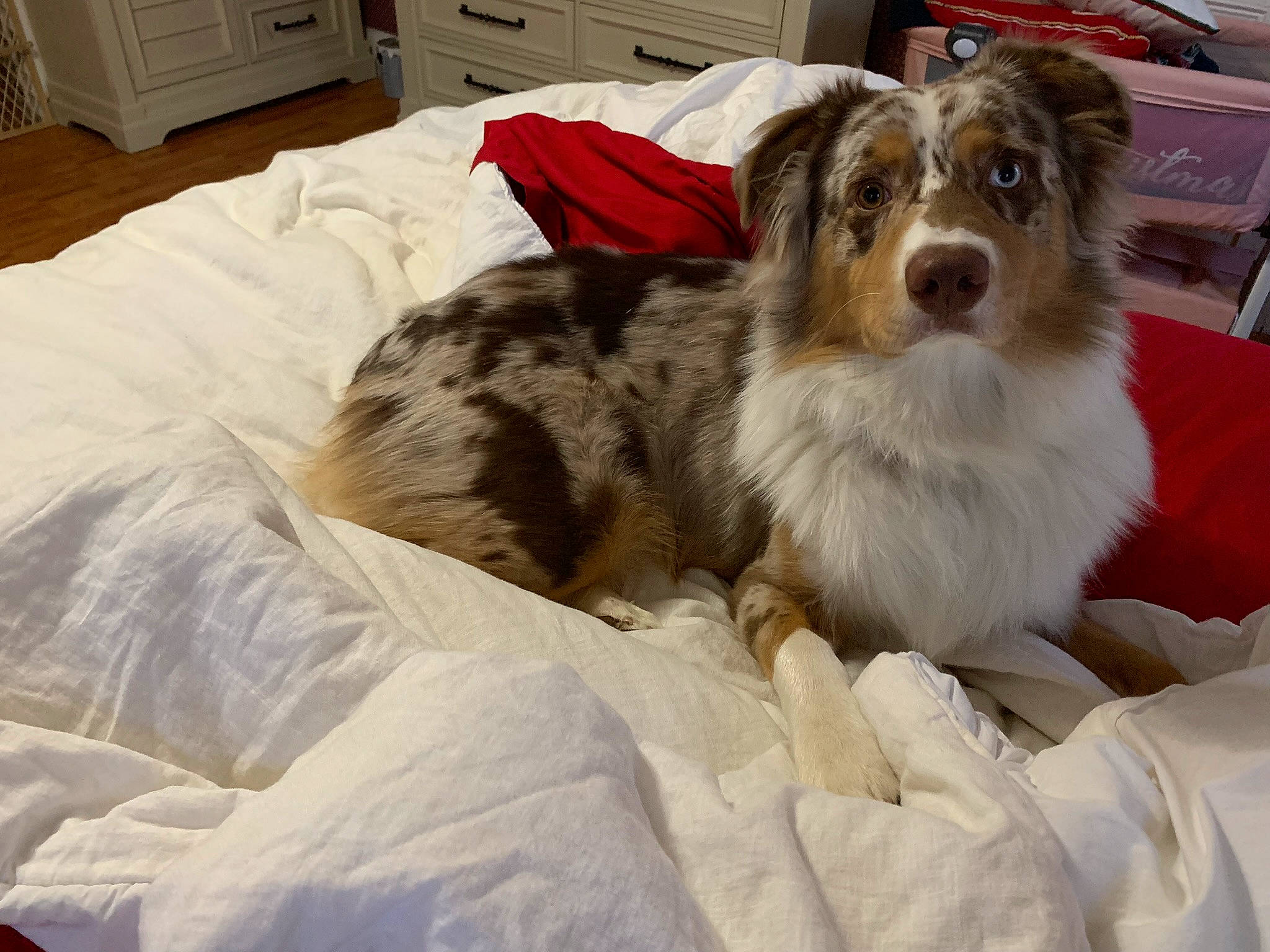 Pongo is registered to the contest to win money with this photo: australian_shepherd, border_collie, bored, cabinetry, canidae, carnivore, comfort, companion_dog, dog, dog_breed, drawer, fur, herding_dog, liver, snout, sporting_group, terrestrial_animal, whiskers, working_animal, working_dog