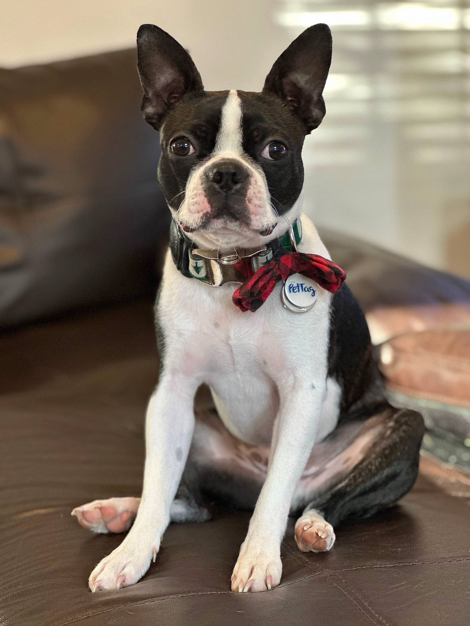 Charles joined the competition — help win amazing prizes! boston_terrier, canidae, carnivore, collar, companion_dog, dog, dog_breed, dog_collar, fashion_accessory, fawn, fur, non_sporting_group, snout, sporting_group, tail, terrestrial_animal, whiskers, working_animal