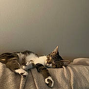 Marble is registered to the contest to win money with this photo: cat, tabby, sleeping, cozy, blanket, couch, indoor, relaxed, pet, feline, resting, soft_light, home, fur, whiskers, paws, texture, calm, peaceful, animal
