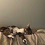 cat, tabby, sleeping, cozy, blanket, couch, indoor, relaxed, pet, feline, resting, soft_light, home, fur, whiskers, paws, texture, calm, peaceful, animal