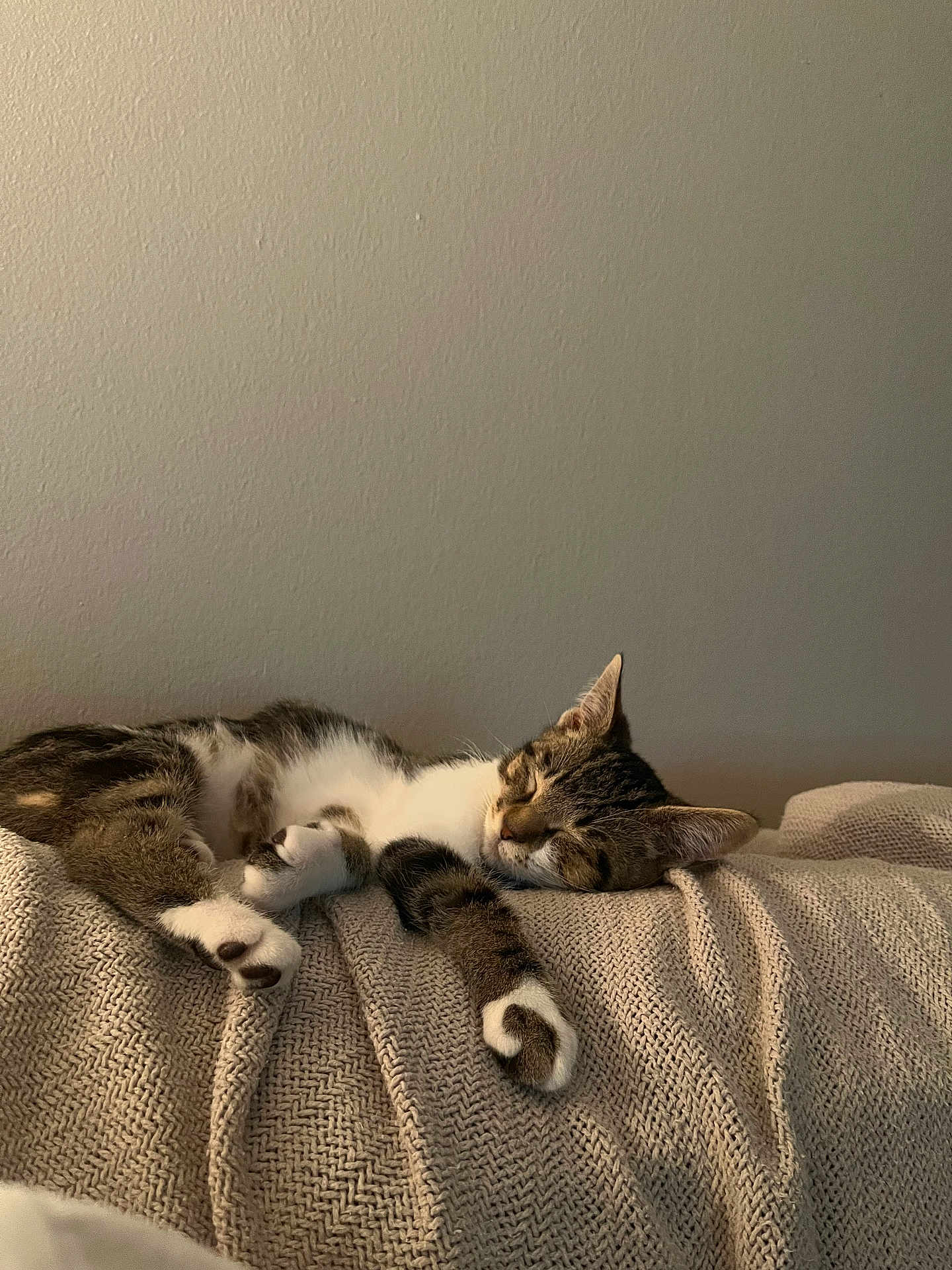 Marble is registered to the contest to win money with this photo: cat, tabby, sleeping, cozy, blanket, couch, indoor, relaxed, pet, feline, resting, soft_light, home, fur, whiskers, paws, texture, calm, peaceful, animal