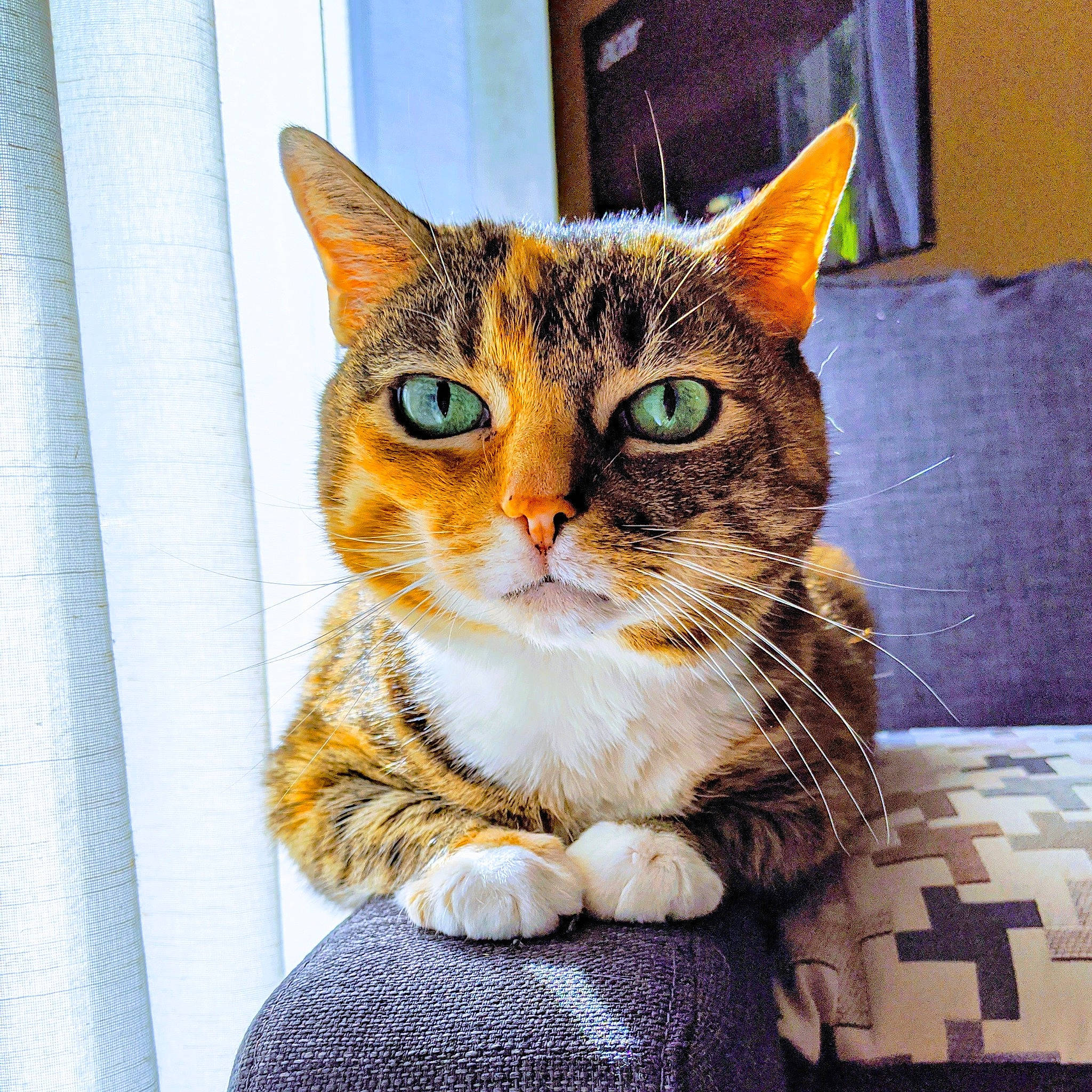 Gwen joined the competition — help win amazing prizes! aegean_cat, american_shorthair, american_wirehair, asian, carnivore, cat, domestic_short_haired_cat, dragon_li, ear, european_shorthair, eye, felidae, fur, kitten, nose, small_to_medium_sized_cats, tabby_cat, textile, whiskers, window