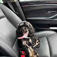 Rosie joined the competition — help win amazing prizes! dog, pet, car_interior, leather_seat, pink_bandana, leash, black_dog, small_dog, cute, animal, vehicle, window, door_panel, seatbelt, toy, red_toy, looking_up, indoor, daylight, waiting