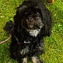 Rosie joined the competition — help win amazing prizes! dog, black_dog, curly_fur, pet, animal, grass, outdoor, leash, collar, cute, sitting, looking_up, fluffy, nature, greenery, fur, canine, portrait, friendly, companion