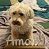 animal, bed, blanket, comfort, cozy, curly_hair, cute, decor, dog, fur, home, indoor, pet, pillow, relaxation, resting, sign, sleeping_area, text, wooden_base