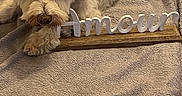 César participe au concours pour gagner de l'argent avec cette photo : amour, animal, blanket, closeup, comfort, companion, cozy, cute, decor, dog, fur, home, indoor, lying_down, pet, relaxation, resting, soft_texture, white_dog, wooden_sign
