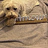 amour, animal, blanket, closeup, comfort, companion, cozy, cute, decor, dog, fur, home, indoor, lying_down, pet, relaxation, resting, soft_texture, white_dog, wooden_sign