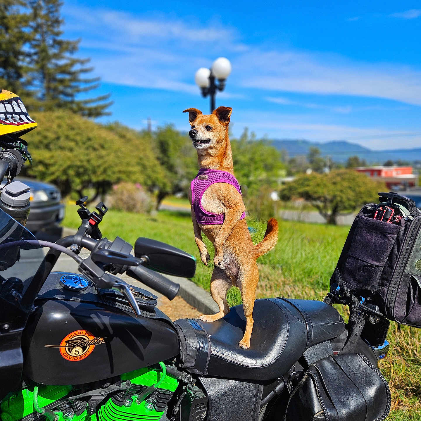 Fender Long joined the competition — help win amazing prizes! black_motorcycle, blue_sky, dog, grass, green_engine, handlebars, helmet, leash, motorcycle, outdoor, parked_vehicle, parking_lot, purple_harness, saddlebag, sidewalk, small_dog, standing, street_lamp, sunny, trees