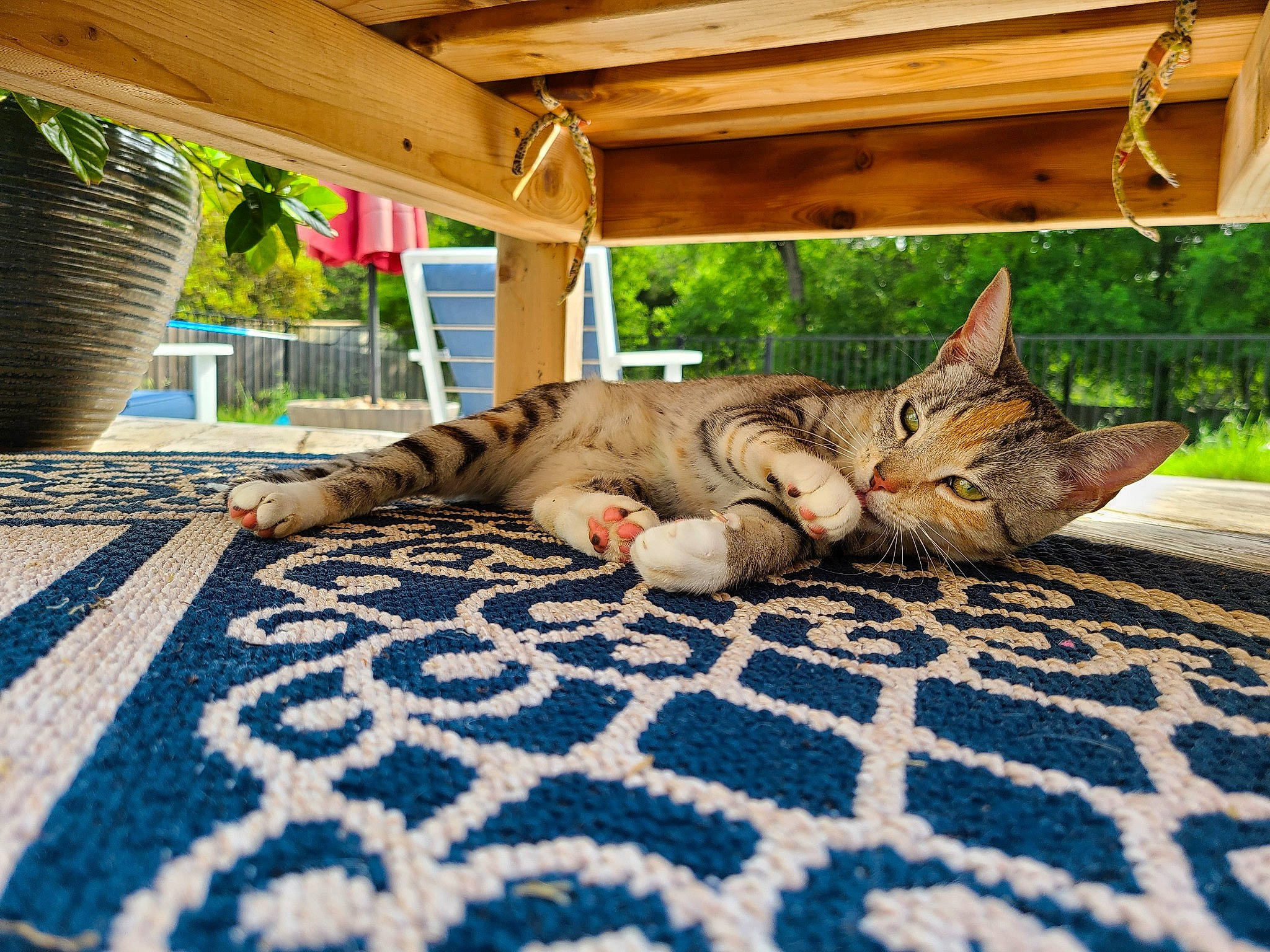 Eloise joined the competition — help win amazing prizes! aegean_cat, american_shorthair, asian, carnivore, cat, domestic_short_haired_cat, dragon_li, european_shorthair, felidae, fur, house, kitten, nap, ocicat, pixie_bob, plant, small_to_medium_sized_cats, tabby_cat, tree, whiskers