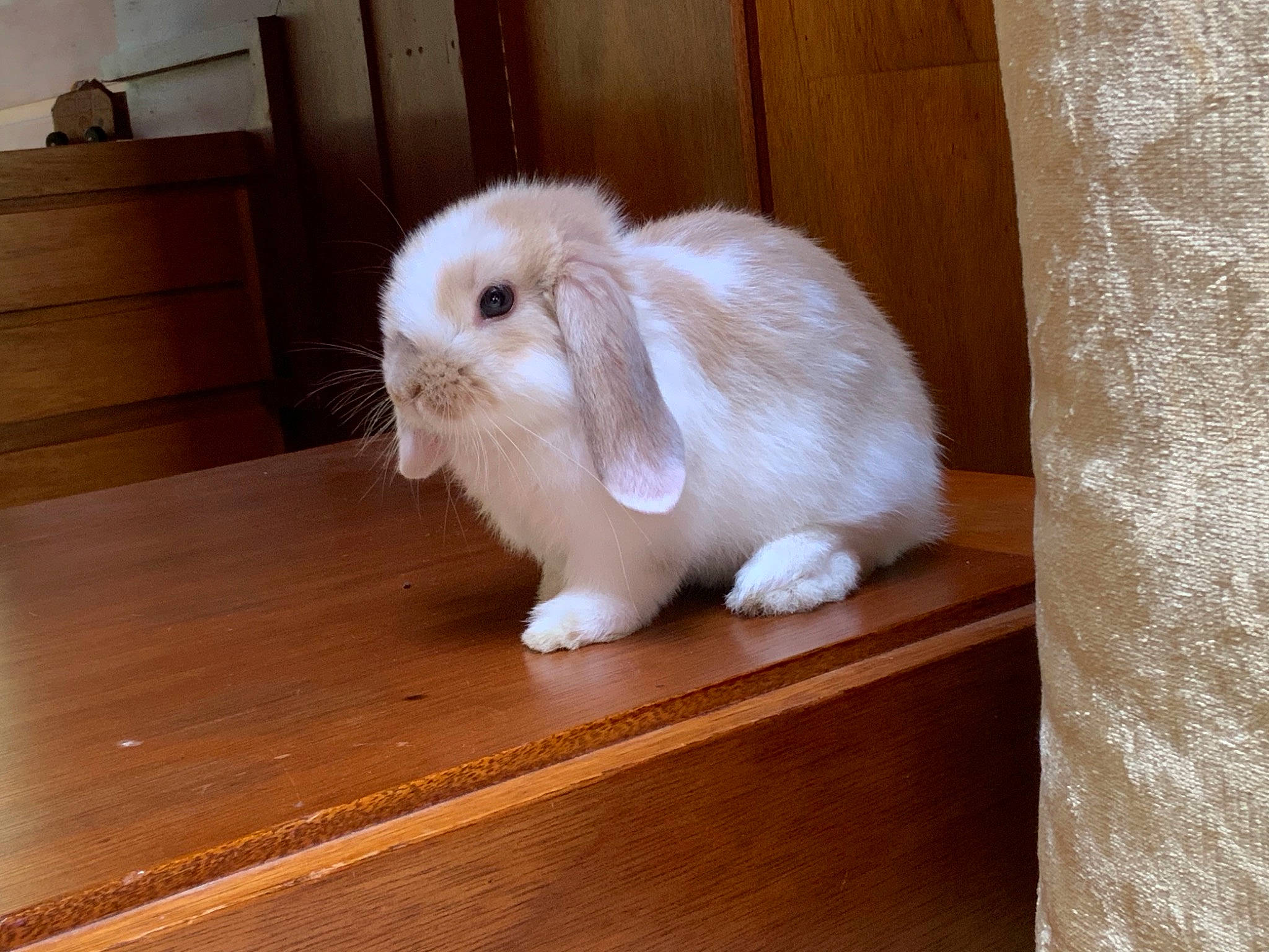 Bun Bun is registered to the contest to win money with this photo: cabinetry, chest_of_drawers, cupboard, domestic_rabbit, drawer, dresser, fawn, flooring, fur, hardwood, rabbit, rabbits_and_hares, snout, tail, terrestrial_animal, varnish, whiskers, wood, wood_flooring, wood_stain