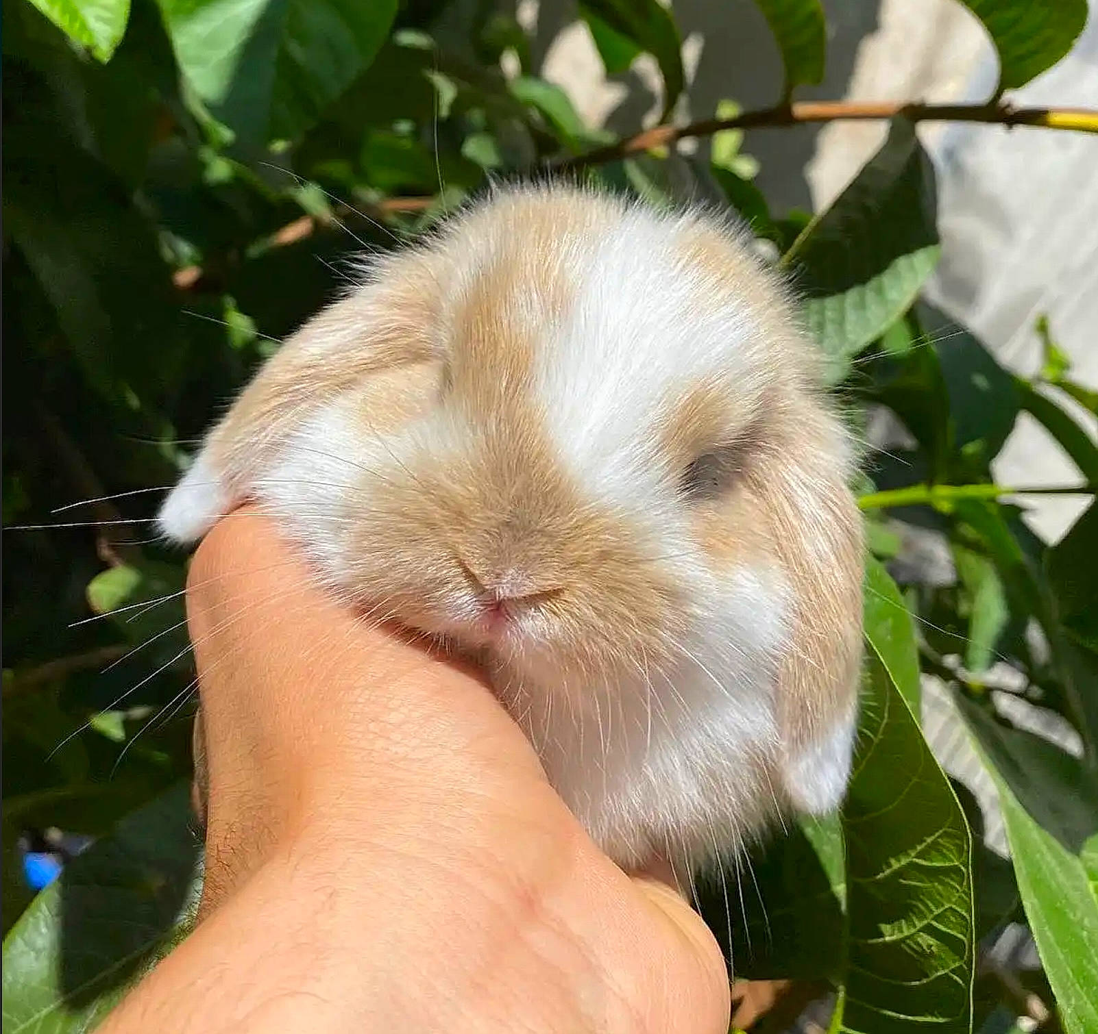 Bun Bun joined the competition — help win amazing prizes! domestic_rabbit, event, fawn, fur, grass, natural_material, plant, rabbit, rabbits_and_hares, terrestrial_animal, thumb, whiskers