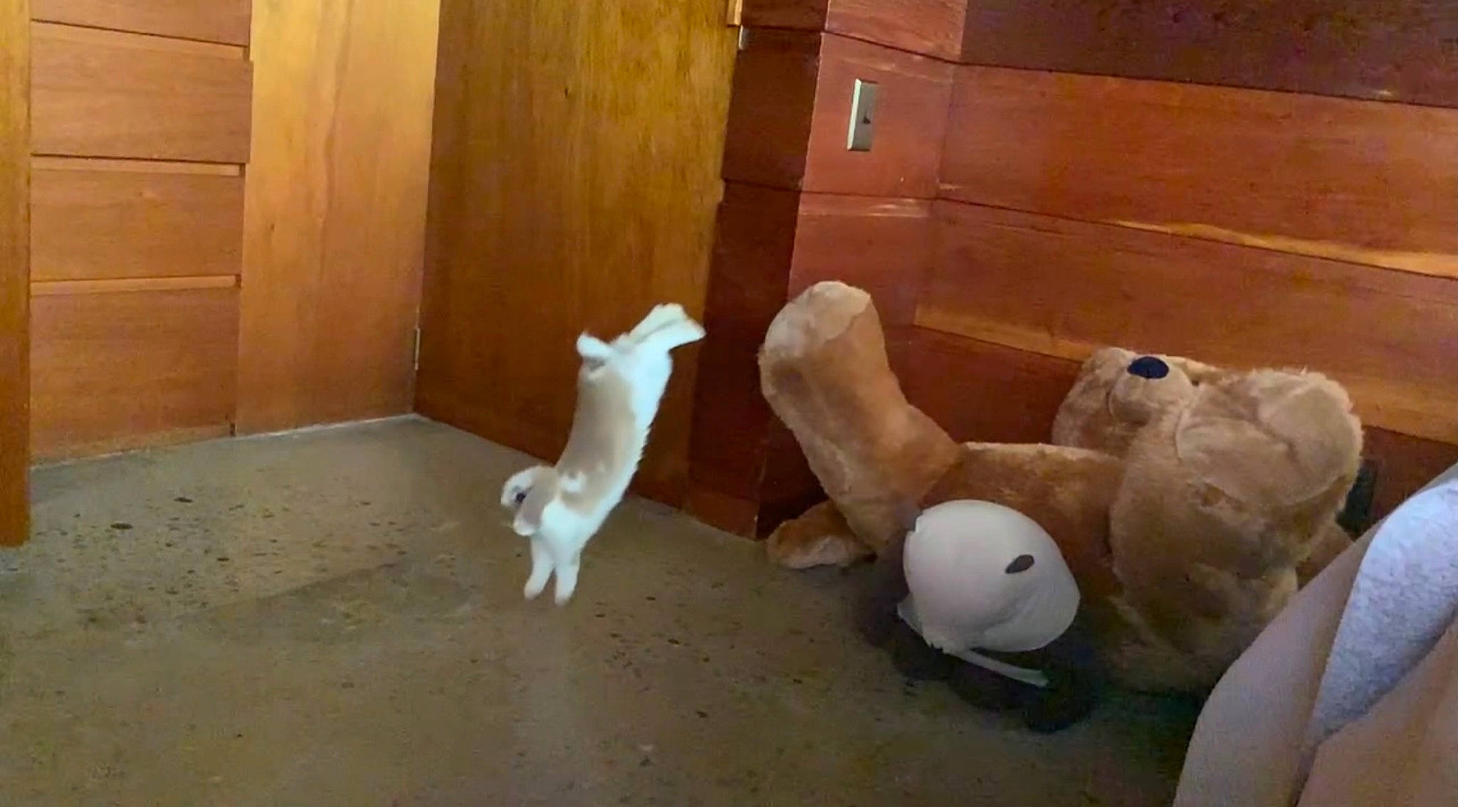 Bun Bun joined the competition — help win amazing prizes! companion_dog, door, fawn, felidae, floor, flooring, fur, hardwood, plastic, plush, plywood, room, snout, stuffed_toy, tail, toy, wood, wood_stain