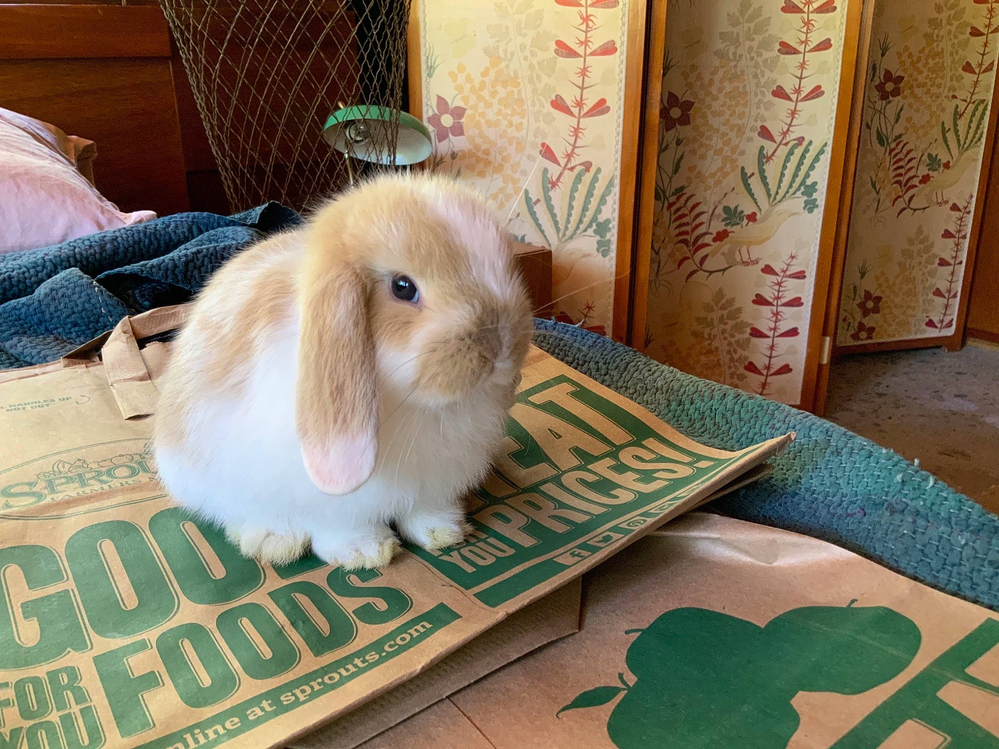 Bun Bun is registered to the contest to win money with this photo: domestic_rabbit, event, flooring, font, fur, grass, green, hardwood, hare, rabbit, rabbits_and_hares, terrestrial_animal, whiskers, wood