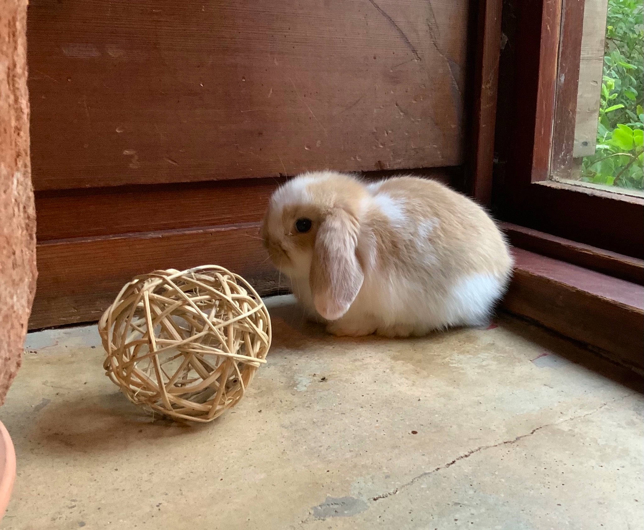 Bun Bun joined the competition — help win amazing prizes! animal_shelter, cage, companion_dog, dog_breed, domestic_rabbit, fawn, flooring, fur, grass, hardwood, hare, liver, plant, rabbit, rabbits_and_hares, terrestrial_animal, whiskers, window, wood