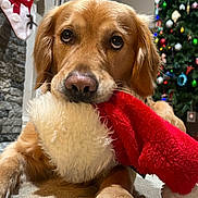 Rocky joined the competition — help win amazing prizes! dog, golden_retriever, puppy, christmas_stocking, holiday, festive, carpet, indoor, decorations, christmas_tree, tree_lights, stone_fireplace, red, white, fur, cute, pet, animal, holiday_decor, cozy