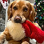 dog, golden_retriever, puppy, christmas_stocking, holiday, festive, carpet, indoor, decorations, christmas_tree, tree_lights, stone_fireplace, red, white, fur, cute, pet, animal, holiday_decor, cozy