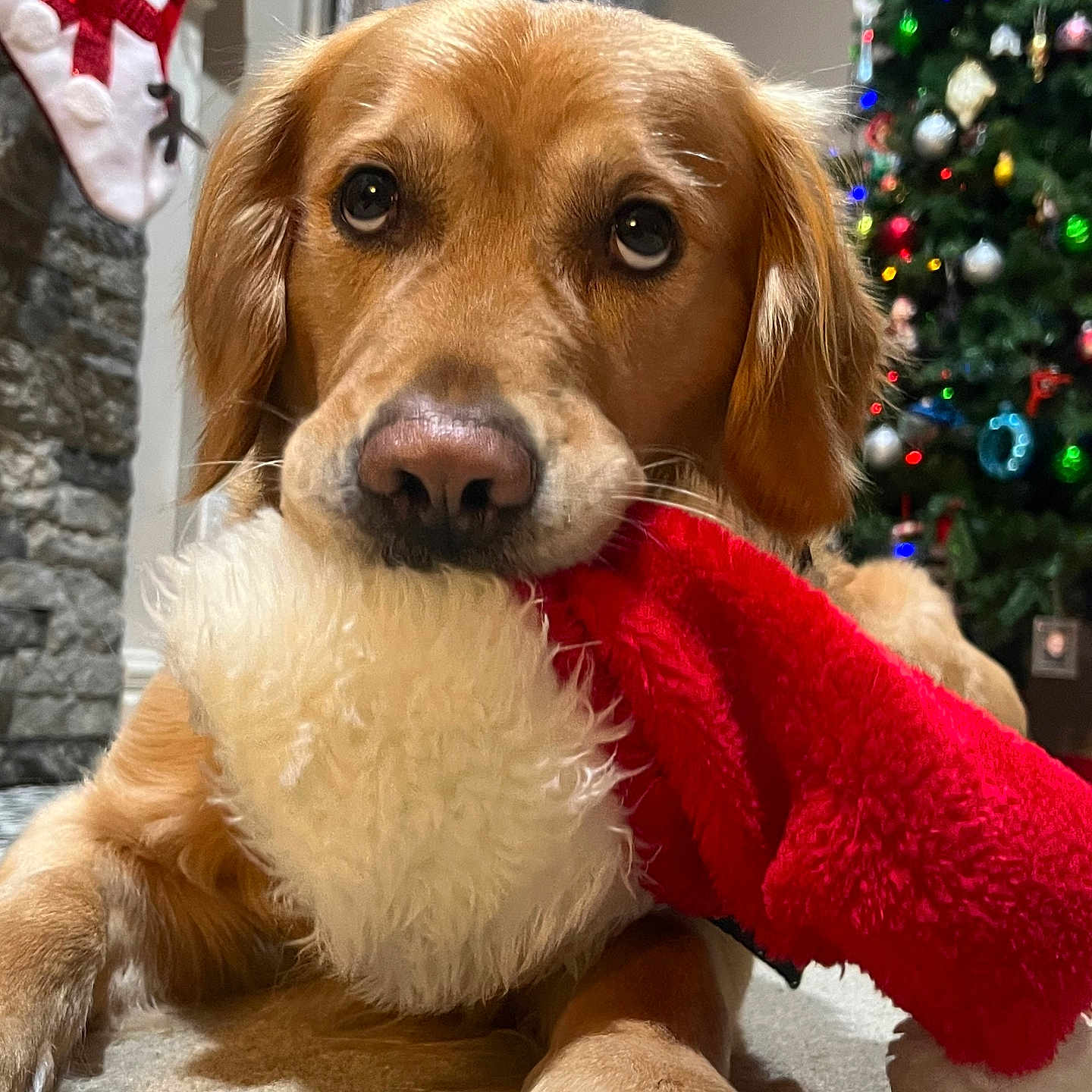Rocky joined the competition — help win amazing prizes! animal, carpet, christmas_stocking, christmas_tree, cozy, cute, decorations, dog, festive, fur, golden_retriever, holiday, holiday_decor, indoor, pet, puppy, red, stone_fireplace, tree_lights, white