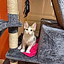 Ajax participe au concours pour gagner de l'argent avec cette photo : kitten, cat, cat_tree, sisal_post, feather_toy, gray_fabric, pink_cloth, indoor, pet, fur, whiskers, ears, eyes, curious, young_cat, paw, sitting, playful, home, feline
