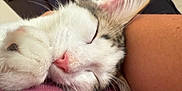 Ajax a rejoint le concours — aidez-le/la à gagner de superbes lots ! animal, cat, close_up, comfort, companion, cozy, cute, fur, human_arm, indoor, nap, peaceful, pet, pink_nose, relaxation, resting, sleeping, tabby, whiskers, white_fur