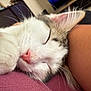 Ajax a rejoint le concours — aidez-le/la à gagner de superbes lots ! cat, sleeping, close_up, pet, fur, pink_nose, whiskers, relaxation, human_arm, indoor, comfort, cozy, animal, resting, cute, tabby, white_fur, companion, nap, peaceful
