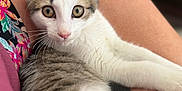 Ajax participe au concours pour gagner de l'argent avec cette photo : kitten, cat, pet, animal, feline, close_up, fur, whiskers, ears, eyes, person, arm, skin, relaxing, indoor, cute, young, domestic, mammal, companion