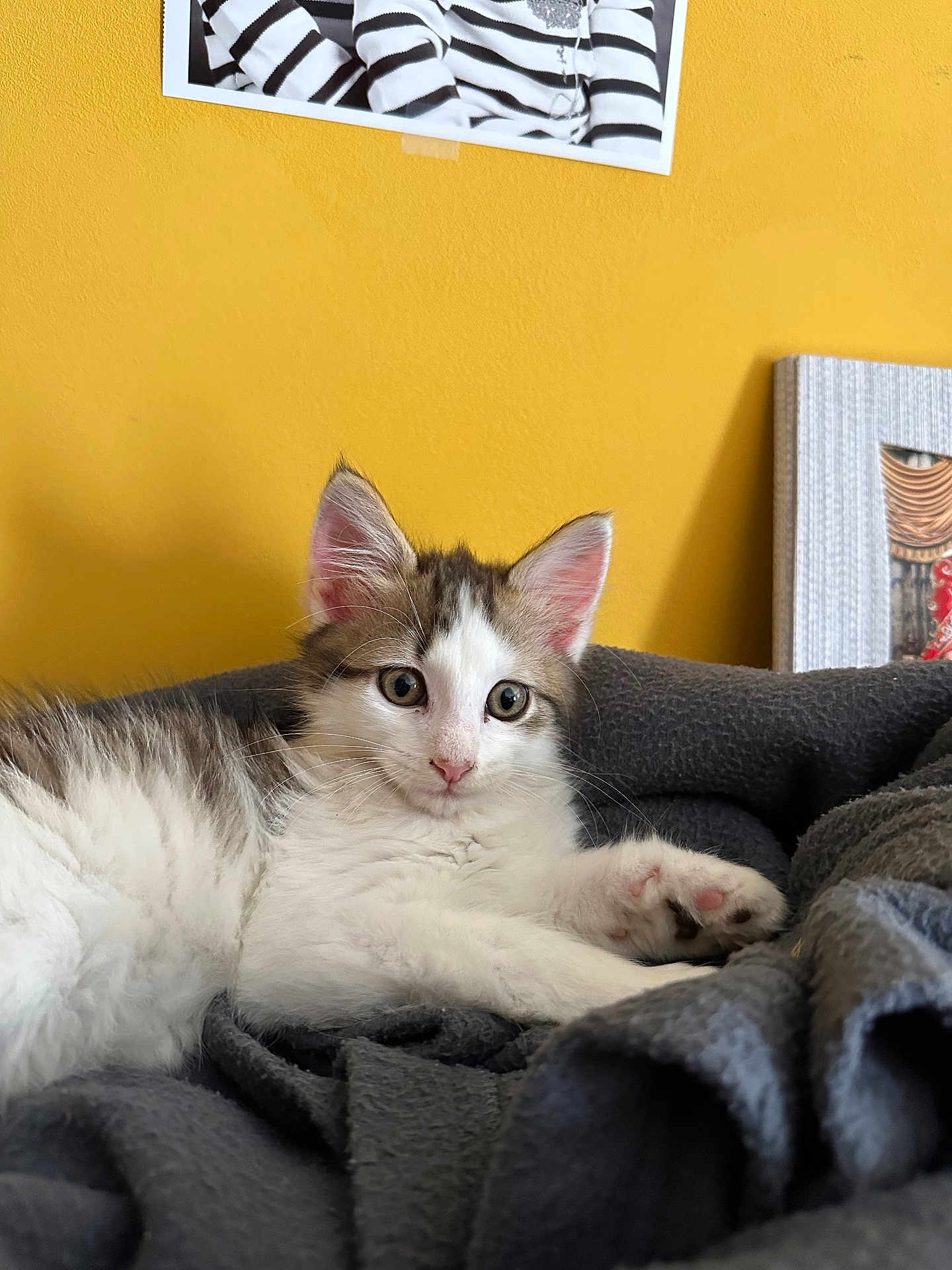 Ajax a rejoint le concours — aidez-le/la à gagner de superbes lots ! kitten, cat, pet, animal, feline, cute, indoor, blanket, yellow_wall, cozy, fur, whiskers, ears, paw, relaxing, young, domestic_animal, portrait, soft, curious