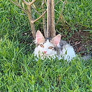 Ajax a rejoint le concours — aidez-le/la à gagner de superbes lots ! cat, animal, grass, greenery, outdoor, nature, tree, pet, feline, curious, wildlife, young_cat, fur, ears, eyes, mammal, cute, sitting, camouflage, garden