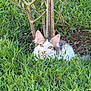 cat, animal, grass, greenery, outdoor, nature, tree, pet, feline, curious, wildlife, young_cat, fur, ears, eyes, mammal, cute, sitting, camouflage, garden