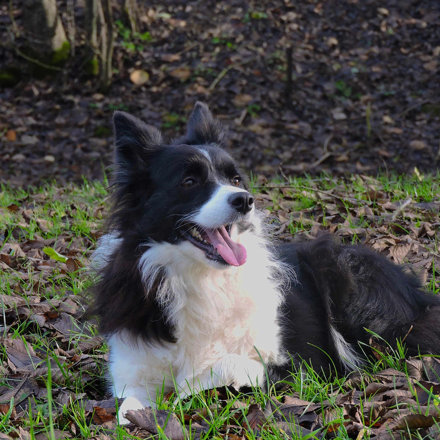 Nala participe au concours pour gagner de l'argent avec cette photo : animal, black_and_white, border_collie, canine, dog, ears_up, forest_floor, fur, grass, happy, laying_down, leaves, muzzle, nature, outdoor, pet, relaxed, smiling, sunlight, tongue_out