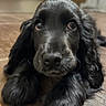 Alma a rejoint le concours — aidez-le/la à gagner de superbes lots ! puppy, dog, black_dog, close_up, floor, wooden_floor, pet, animal, cute, floppy_ears, lying_down, young_dog, adorable, indoor, portrait, fur, canine, eyes, snout, whiskers