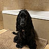 Alma a rejoint le concours — aidez-le/la à gagner de superbes lots ! dog, black_dog, bathroom, bathtub, bath_mat, tile_wall, pet, animal, long_hair, sitting, indoor, fur, cute, portrait, looking_at_camera, calm, home, floor, step, curled_tail