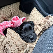 Alma a rejoint le concours — aidez-le/la à gagner de superbes lots ! puppy, dog, black_dog, bag, designer_bag, gucci, blanket, pink_blanket, car_interior, seat, cozy, cute, pet, animal, young_dog, resting, soft_texture, close_up, indoors, travel