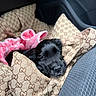 puppy, dog, black_dog, bag, designer_bag, gucci, blanket, pink_blanket, car_interior, seat, cozy, cute, pet, animal, young_dog, resting, soft_texture, close_up, indoors, travel