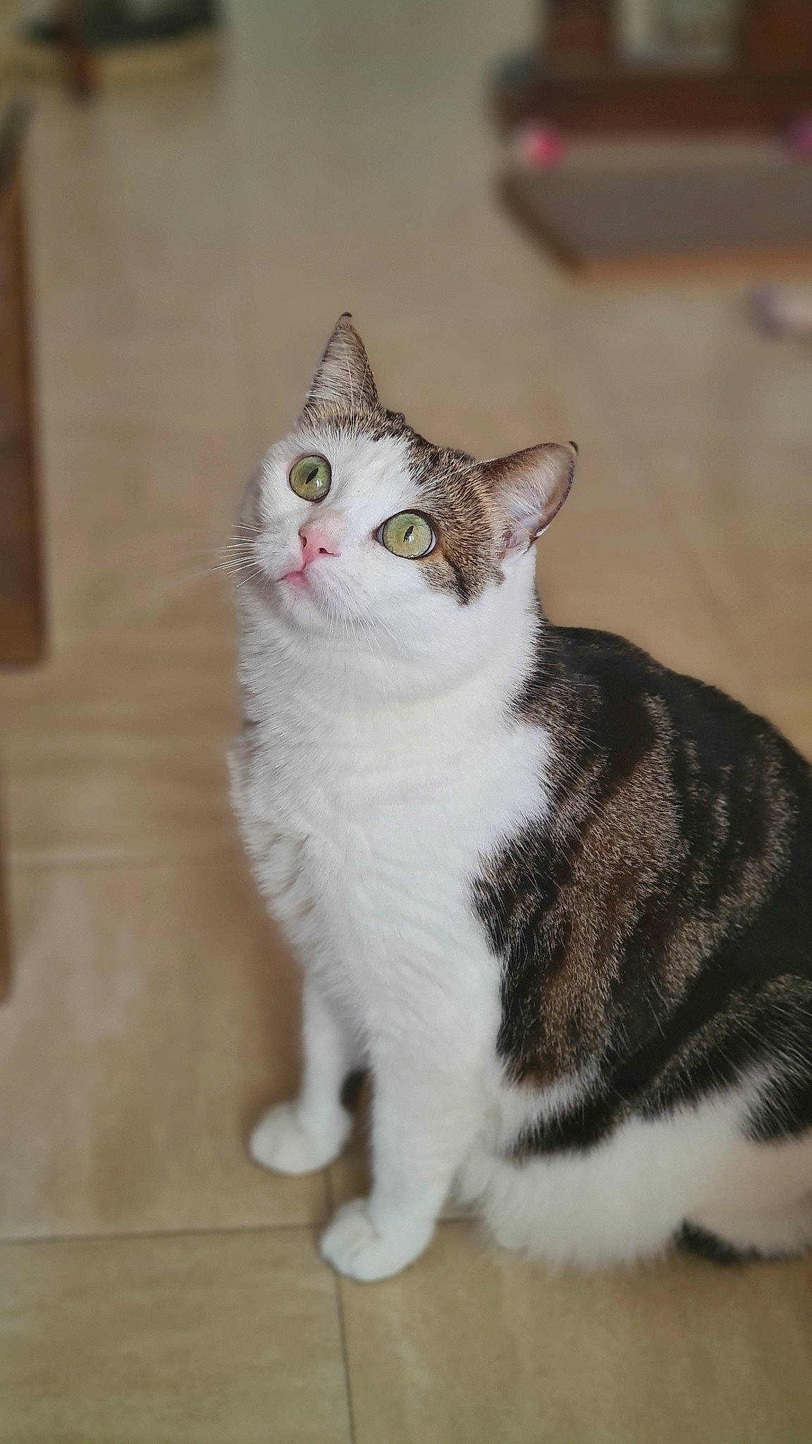 Fiona participe au concours pour gagner de l'argent avec cette photo : aegean_cat, american_shorthair, american_wirehair, asian, australian_mist, british_semi_longhair, carnivore, cat, domestic_short_haired_cat, european_shorthair, felidae, japanese_bobtail, kitten, mammal, polydactyl_cat, small_to_medium_sized_cats, tabby_cat, tail, vertebrate, whiskers