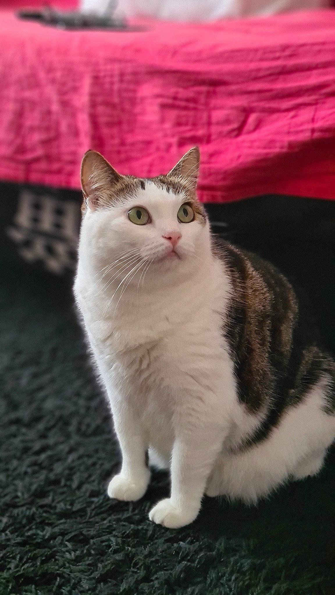 Fiona a rejoint le concours — aidez-le/la à gagner de superbes lots ! aegean_cat, american_wirehair, asian, carnivore, cat, cymric, domestic_short_haired_cat, european_shorthair, felidae, fur, japanese_bobtail, kitten, mammal, polydactyl_cat, small_to_medium_sized_cats, tail, turkish_angora, vertebrate, whiskers