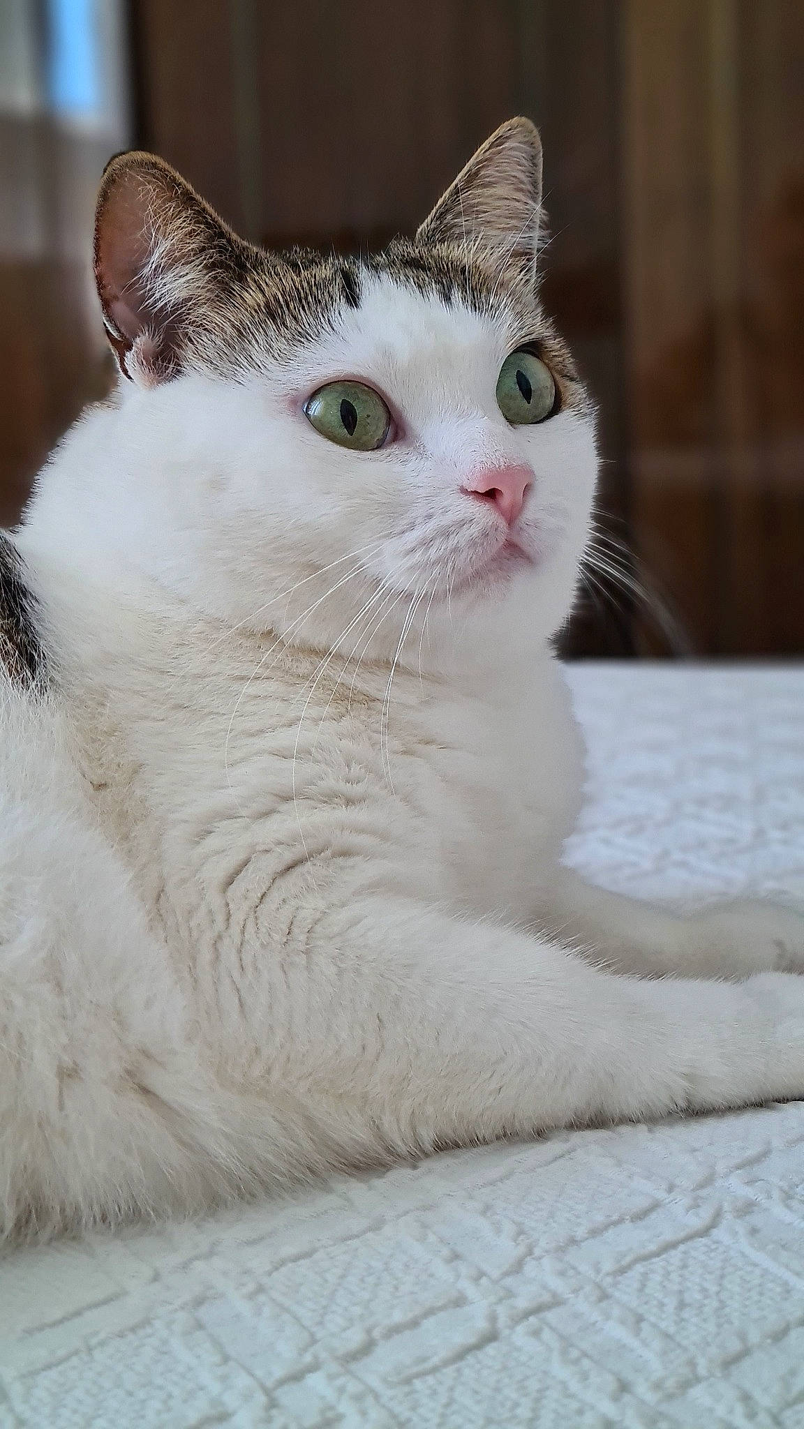 Fiona participe au concours pour gagner de l'argent avec cette photo : aegean_cat, american_wirehair, asian, british_semi_longhair, burmilla, carnivore, cat, domestic_short_haired_cat, european_shorthair, eye, felidae, fur, mammal, small_to_medium_sized_cats, turkish_angora, turkish_van, vertebrate, whiskers