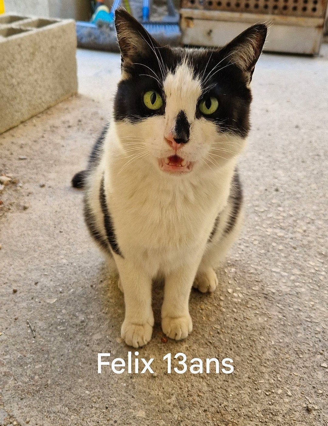 Justin a rejoint le concours — aidez-le/la à gagner de superbes lots ! carnivore, cat, domestic_short_haired_cat, felidae, flooring, foot, fur, paw, photo_caption, road_surface, shipping_box, sitting, small_to_medium_sized_cats, snout, tail, whiskers, window