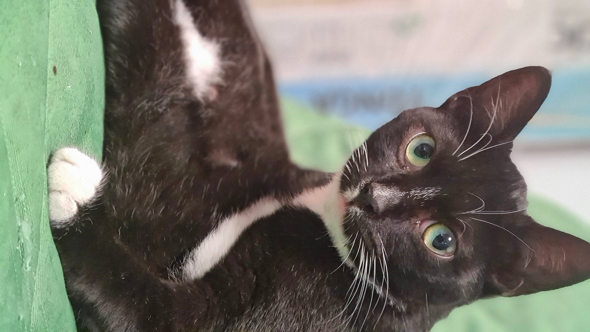 Justin a rejoint le concours — aidez-le/la à gagner de superbes lots ! art, black_cat, bombay, carnivore, cat, claw, domestic_short_haired_cat, ear, felidae, fur, gesture, grass, plant, small_to_medium_sized_cats, snout, tail, terrestrial_animal, whiskers, wildlife, working_animal