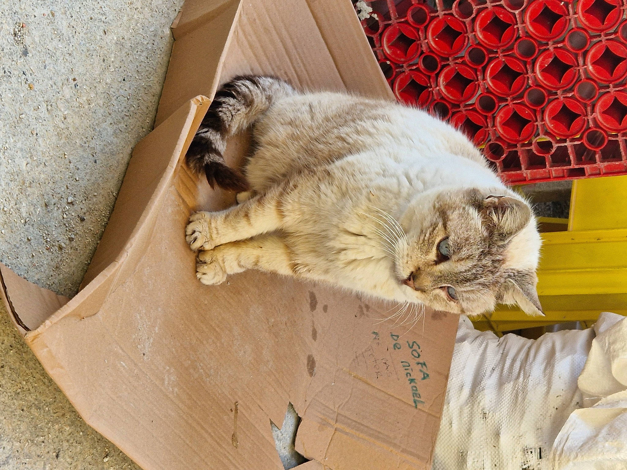 Justin a rejoint le concours — aidez-le/la à gagner de superbes lots ! carnivore, cat, claw, comfort, domestic_short_haired_cat, felidae, fur, linens, nap, paw, small_to_medium_sized_cats, tail, whiskers, wood