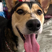 Loki is registered to the contest to win money with this photo: dog, tongue, close_up, smiling, pet, indoor, fur, ears, collar, animal, happy, mouth, nose, canine, face, domestic_animal, friend, companion, cute, playful